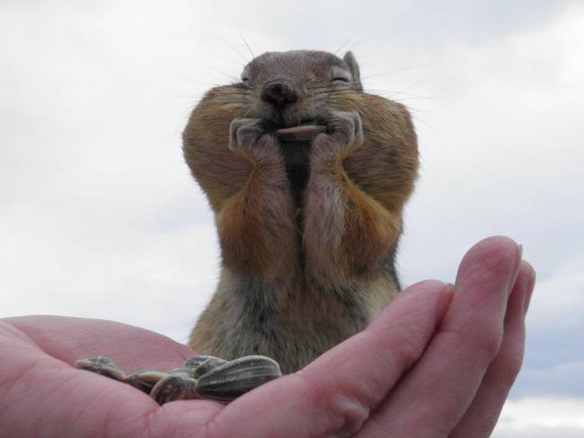 9.) The Chipmunk