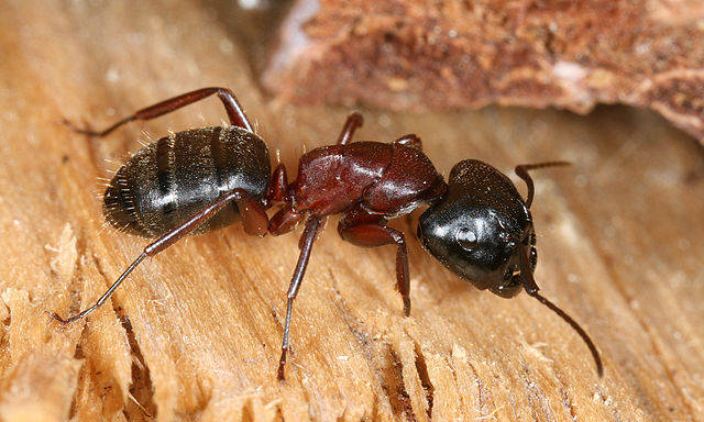 2.) Camponotus Saundersi Ant