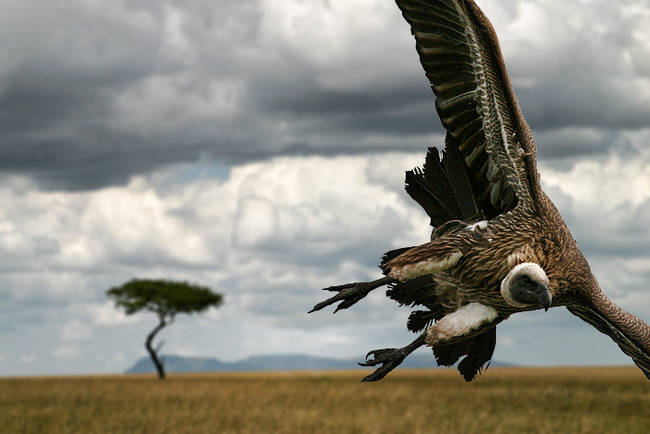 Vultures, forever a symbol of decay, should not be feared at all...unless you're already dead.