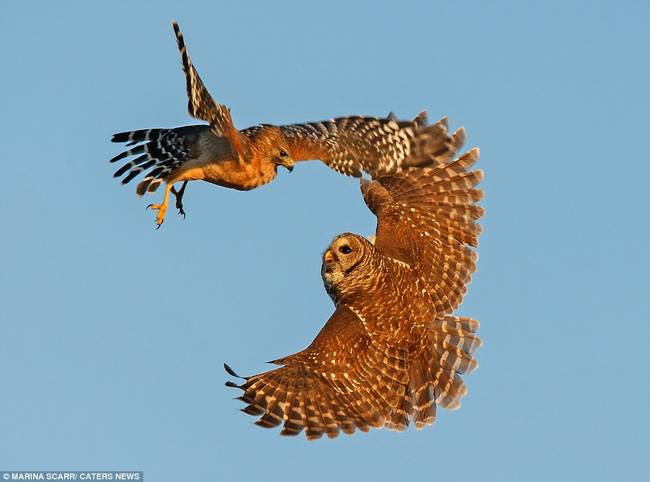 When the owl spotted the hungry hawk looking for prey a bit too close to her nest, the barred owl locked eyes with the sharp-beaked foe and took action.