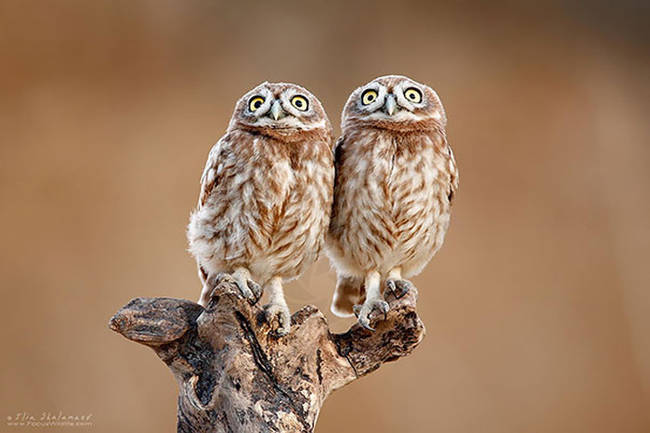 13.) These owls cannot believe how many twins there are.