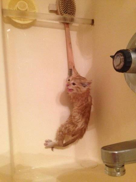 This kitten is hanging on for dear life...