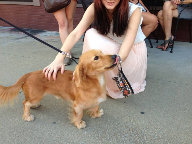 Golden dox: golden retriever and dachshund