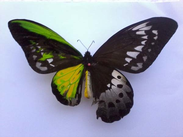 9.) This Goliath Birdwing Butterfly is seriously messed up.