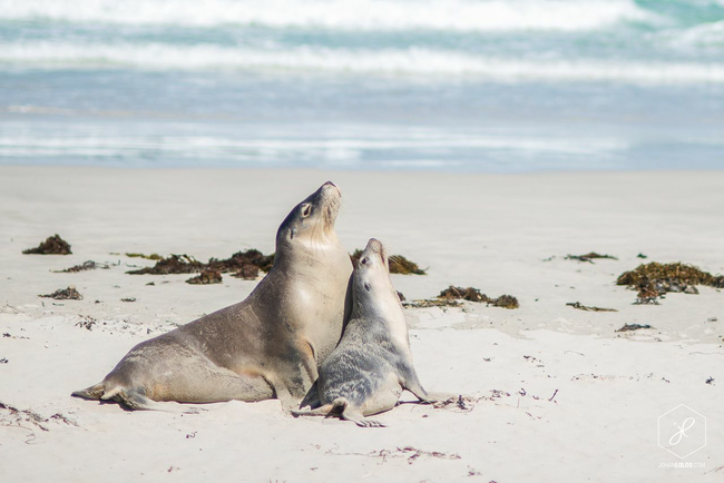 Kangaroo Island