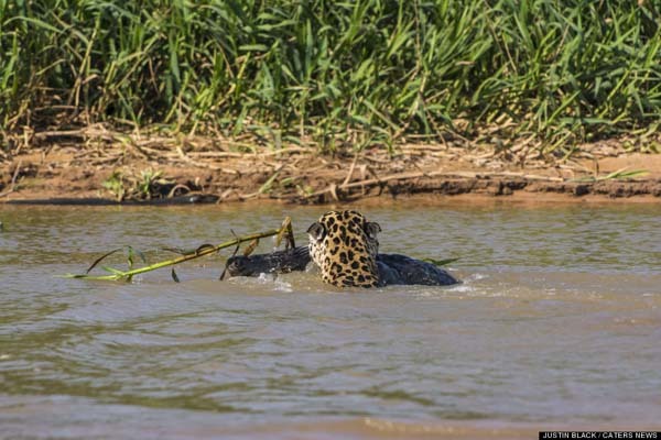 But fighting a crocodile on his home turf? Challenge accepted.