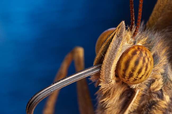 Look at that moth tongue.