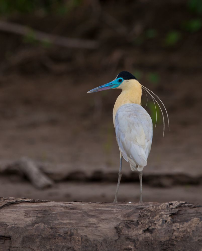 5.) Capped Heron