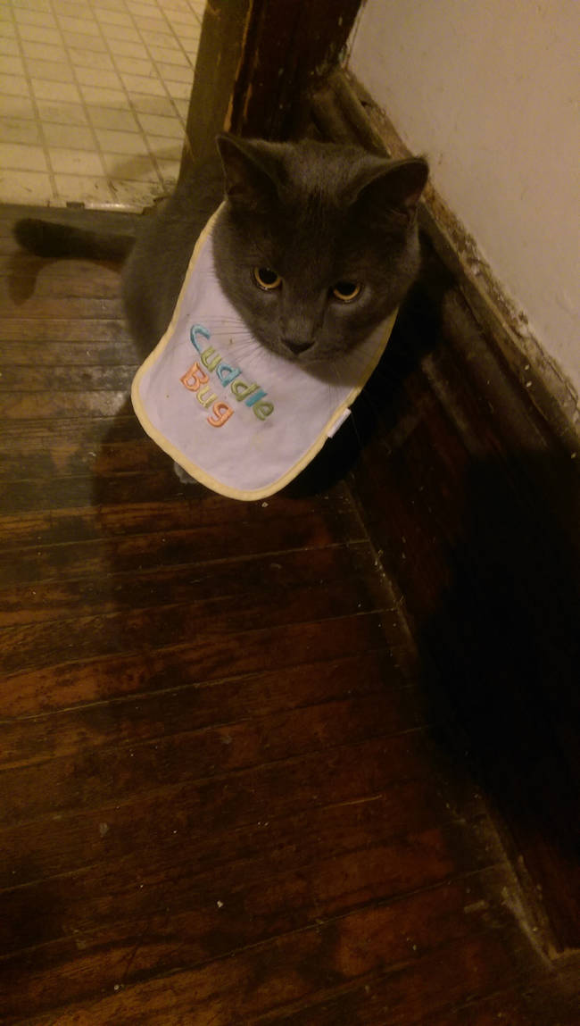 This cuddle bug is ready for his high chair.