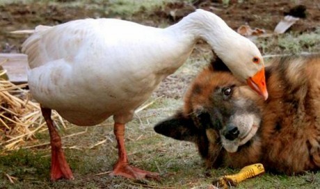 The unusual duo spend their days cuddling and playing together.