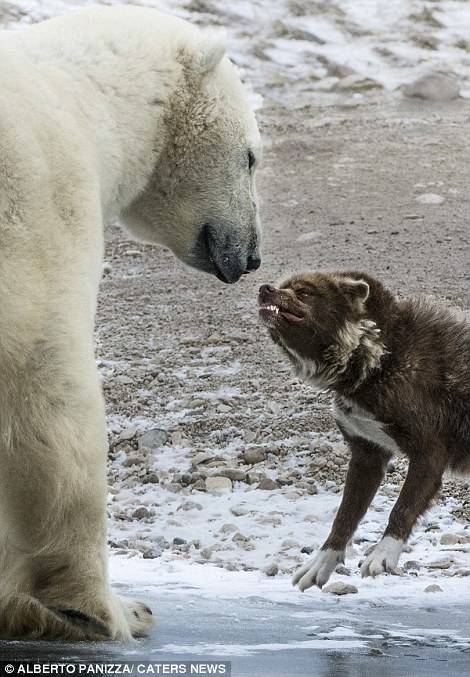 The polar bear, to his credit, never wanted to pick a fight. He was just very interested in this weird looking animal.