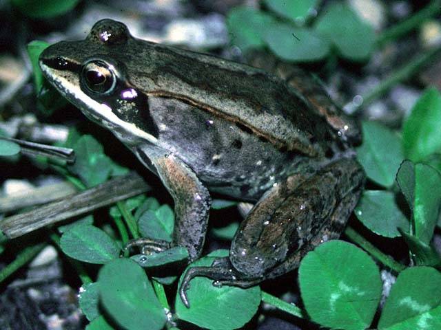 8.) Wood Frog