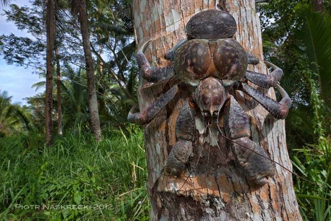 The ten pound, three foot long coconut crabs, who can apparently climb trees.