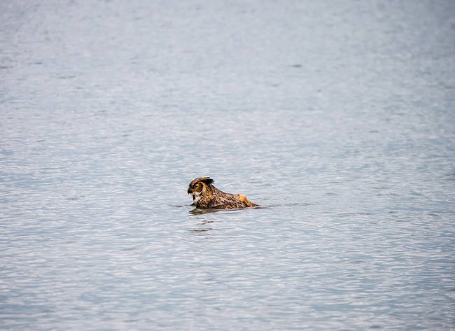 It's rare to see an owl bullied by falcons in broad daylight, especially around water.