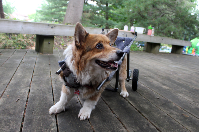 He was unsure about what the contraption was at first, but got into the swing of thing in no time.