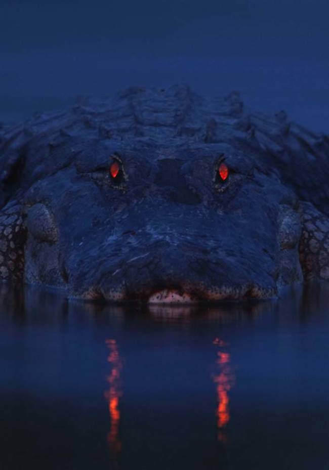 This dangerous alligator's eyes aren't actually red. They look that way because of the special receptors in their eyes that make the most out of darkness and low light. They're similar to the eyes of cats, except that they reflect red light instead of green when using a camera flash.