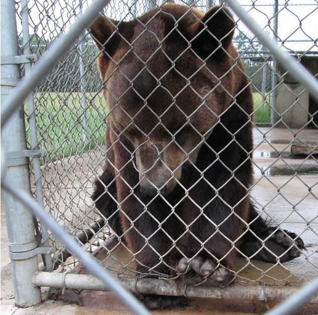 12. Ben: After spending six years in a kennel outside the Jambbas Ranch, a North Carolina roadside zoo, Ben was rescued by PETA and the Animal Legal Defense Fund.