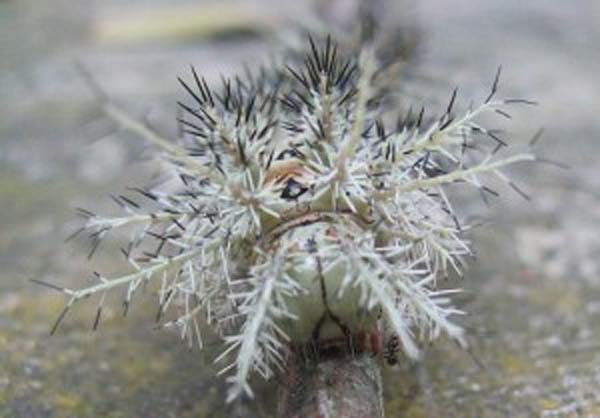 24.) Giant Silkworm Moth Caterpillars: This terrifying caterpillar is actually responsible for several deaths a year. The tiny, fragile hairs it is covered with are full of potent toxins. Gangrene-like symptoms and internal hemorrhaging can occur as a result of this sting.