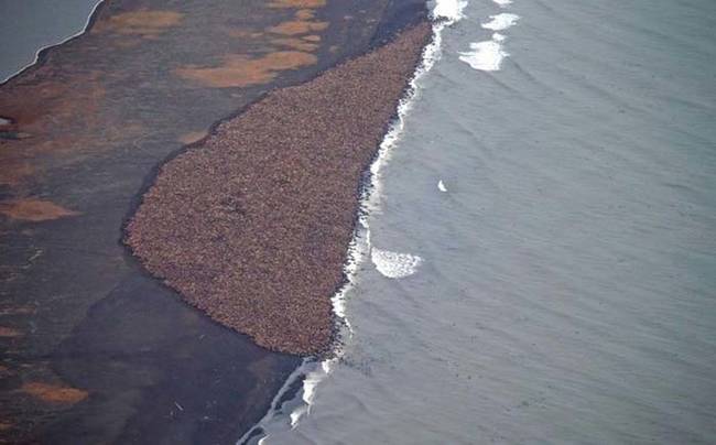 Late last month, an estimated 35,000 walruses were spotted hauling themselves onto the shore near Point Lay, Alaska.