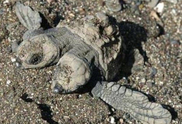 Two-headed turtle