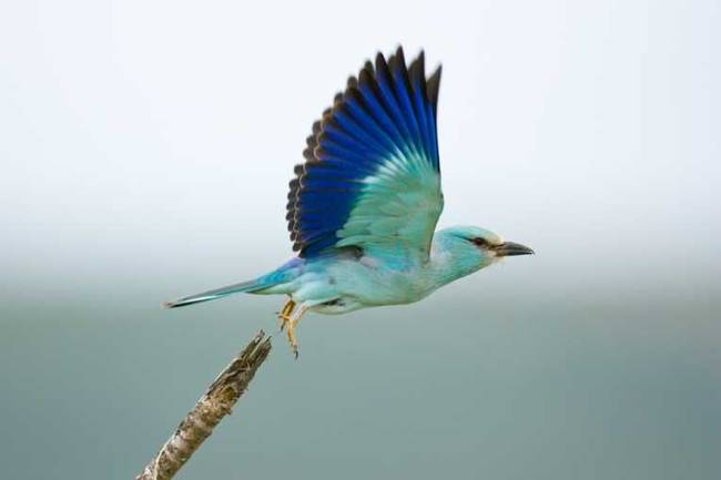 10.) Eurasian Roller Birds