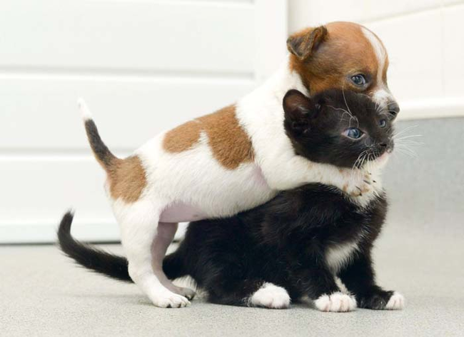 4.) Some little puppy thought he found his brother.