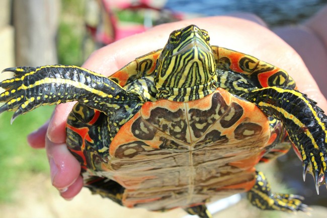 18.) Male turtles grunt, and female turtles hiss. That's how you can tell them apart.