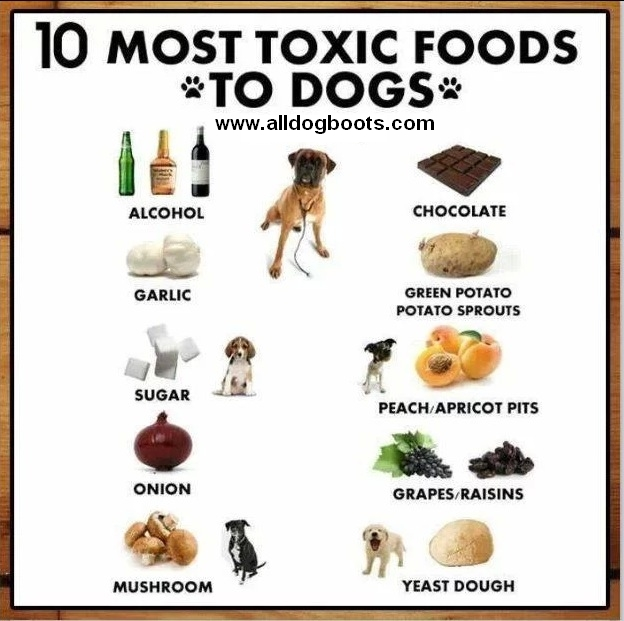 14.) Know which foods dogs should not eat under any circumstance.