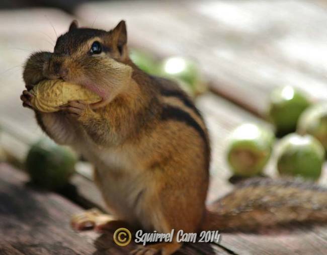 Everyone loves a good midday snack!