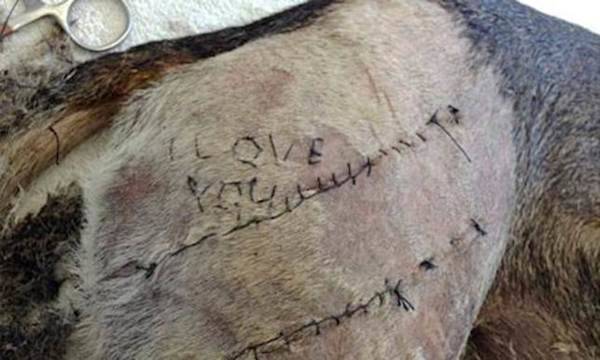 He stitched "I Love You" into the dog he was caring for, and posted the picture to her Facebook timeline.