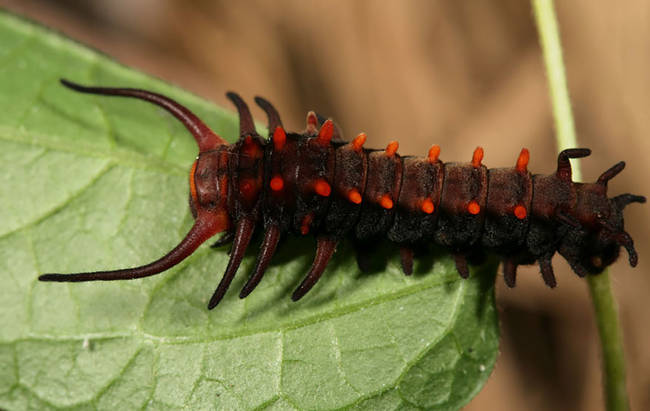 4.) Pipevine Swallowtail