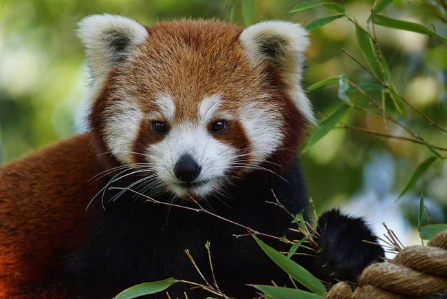 4.) Red Panda