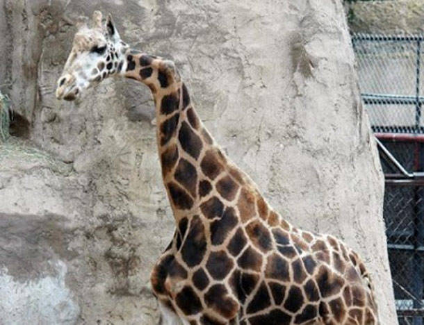 Giraffe With A 90 Degree Bend