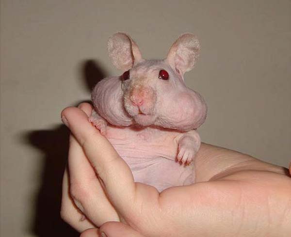 15.) Hamsters: Hairless Syrian hamsters are the result of a specific gene.