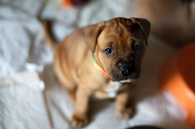 6.) It's not quite <em>101 Dalmatians</em>, but the Guinness World Record for most puppies in a litter was still quite a handful when a Neapolitan mastiff gave birth to 24 pups in 2004.