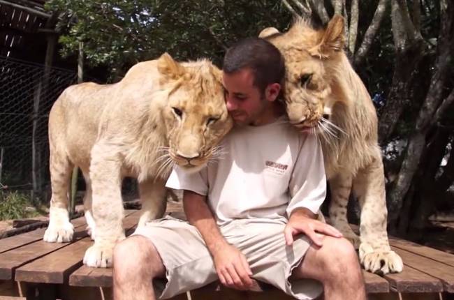 These lionesses love snuggling just like your household cat does.