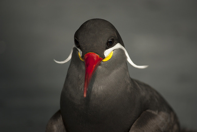 Such a perfectly tamed handlebar 'stache.