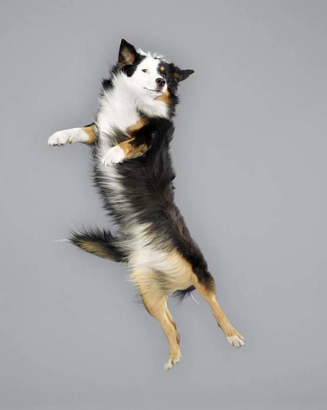 If you forget that this dog is jumping, it kind of looks like he's trying to do a Frankenstein walk.