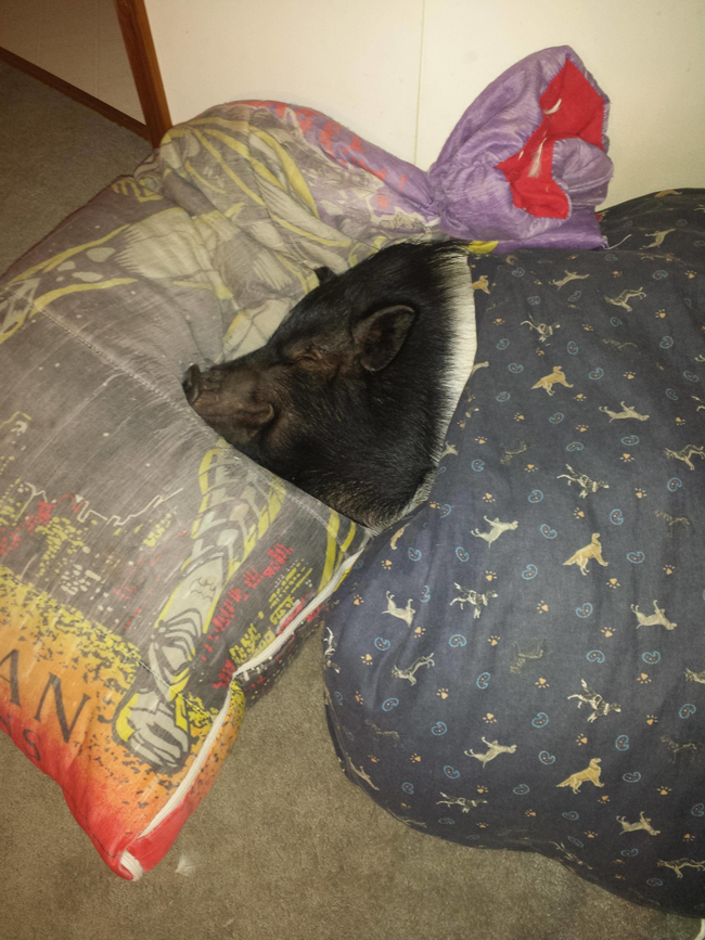 Pig in a blanket.