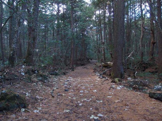 6.) Aokigahara Forest, Japan.