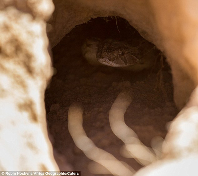 The menacing reason for the quick evacuation: a puff adder who found its way into their cozy home.