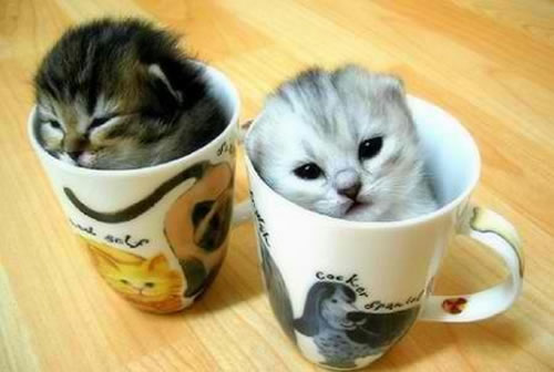 23.) The best part of waking up, is kittens in your cup!