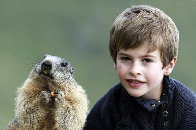 When the alpine marmots see Matteo, they rush to greet him instead of batting their tails on the ground like they would do to scare off other humans.