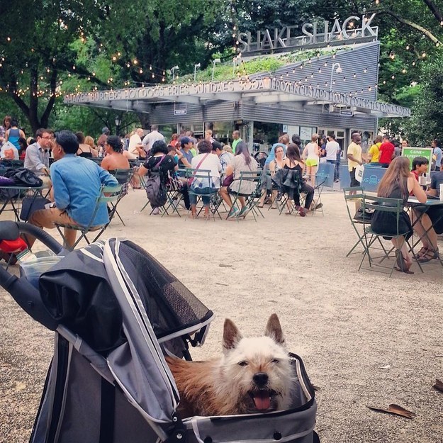 “The vet has given him a couple of months,” said James. “So I decided not to sit and cry but to make the moments together matter and decided to take him to every one of my favorite NYC spots.”