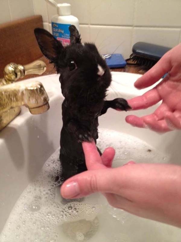 23.) If you get a bunny wet, he just gets cuter.