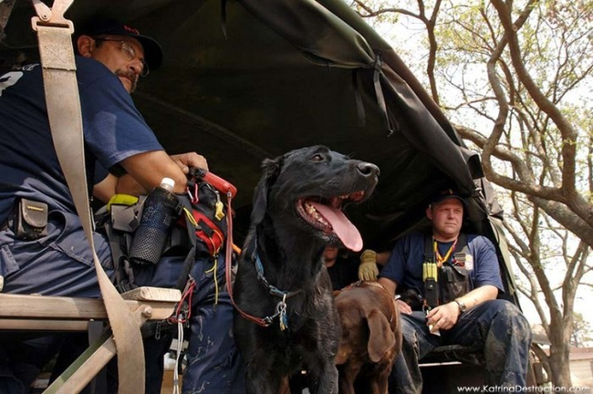 15.) Katrina: The aptly named black lab saved her drowning owner during the floods of Hurricane Katrina.