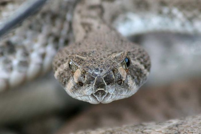 3.) Myth: You should suck the poison out of a snakebite.