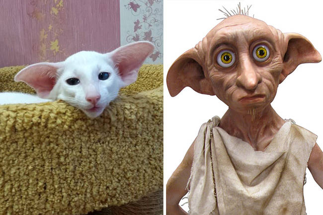 Dobbie, we miss you!