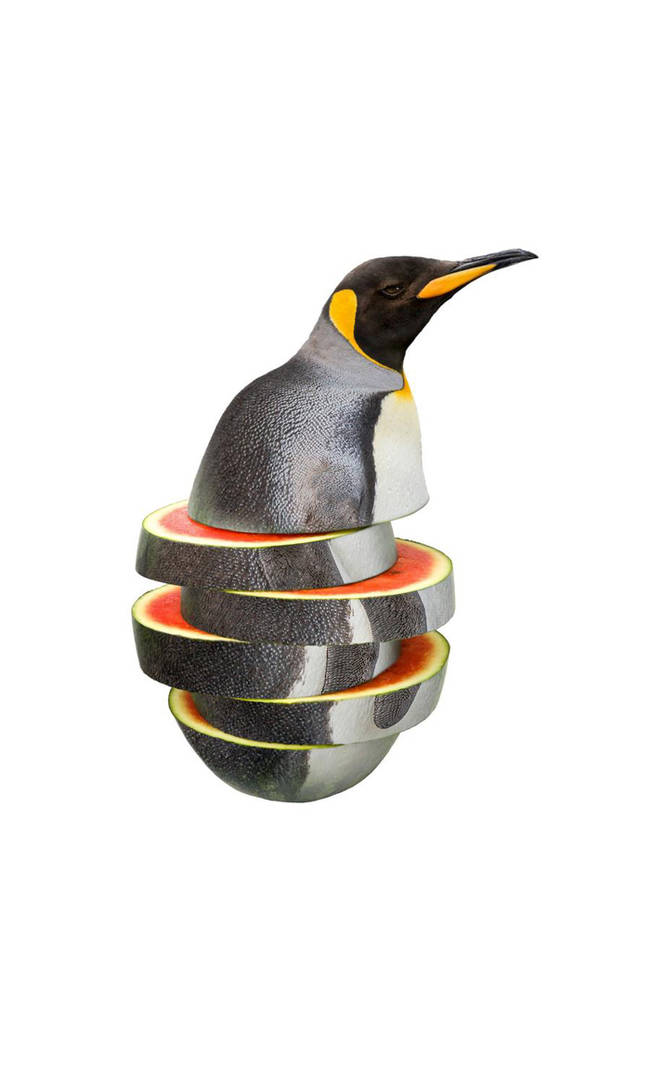 Penguimelon