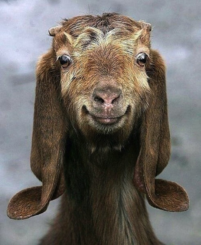 17.) This glamorous goat.